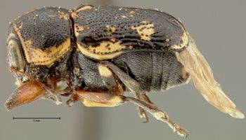 Media type: image;   Entomology 24965 Aspect: habitus lateral view